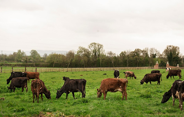 Agricultural and Livestock Protection