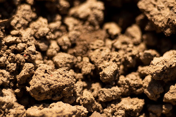 Clay Soil