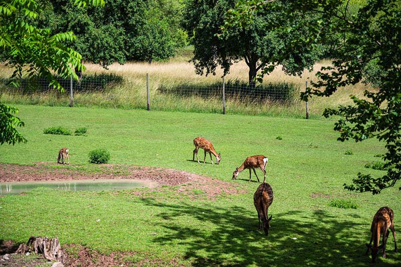 Environmental and Animal Protection