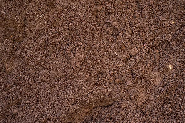 Loam Soil