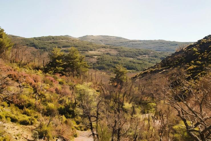 Forest and Vegetated Terrain